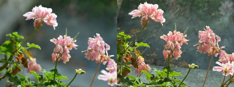 소니 A7M5(왼쪽)·표준 화각 렌즈(왼쪽)와 아이폰 16 pro를 이용해 꽃을 확대해 촬영한 모습. 사진=최혜림 기자