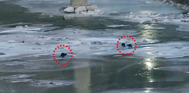 지난 9일 오전 7시 30분께 경상북도 봉화군 석포면 영풍 석포제련소 직원이 출근길에 제련소 앞 하천에서 수달 3마리를 발견해 촬영했다. 영풍 제공