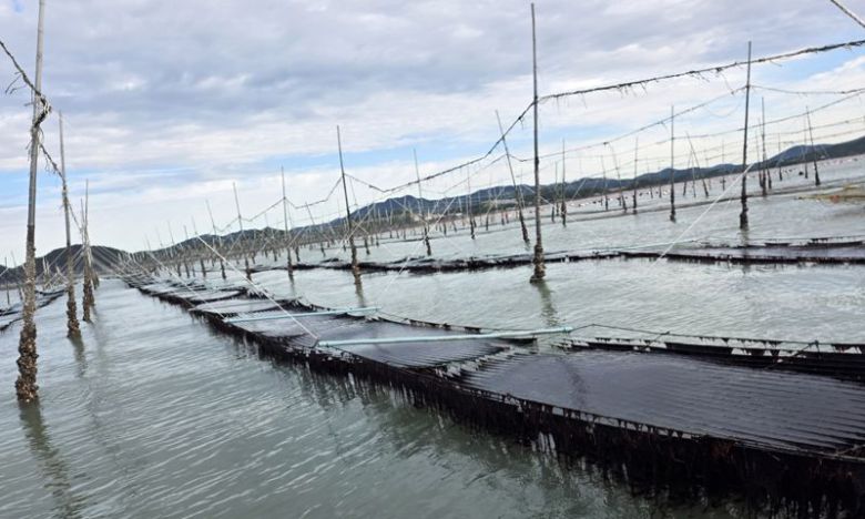 전남해양수산과학원은 지난 2021년부터 개발한 잇바디돌김(일명 곱창김) 계통 신품종 '햇바디2호' 개발을 완료하고, 올해 국립수산식물품종관리센터에 신품종 등록을 출원할 예정이라고 16일 밝혔다. 사진은 '햇바디2호' 시험 어장 모습. 전남해양수산과학원 제공