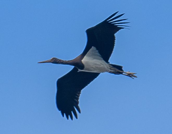천연기념물이자 멸종위기야생생물Ⅰ급인 먹황새는 지난 1968년까지 한국의 텃새로 안동 도산면 가송리 바위 절벽에서 한 쌍이 번식했으나 이후에는 번식기록이 없다. 겨울철 우리나라를 통과하는 나그네새다. 울산시 제공