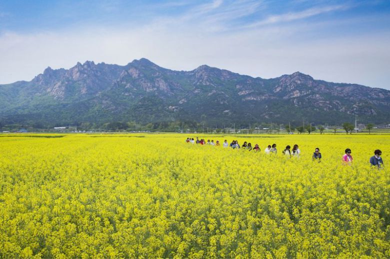 전남도가 최근 국내 관광 수요 회복과 방한 외국인 증가 추세에 발맞춰 단체관광객 유치에 박차를 가하기 위해 오는 30일까지 35개 협력여행사를 공모한다. 사진은 영암 월출산 앞 유채꽃밭을 찾은 단체관광객들의 모습. 전남관광사진대전 수상작·전남도 제공