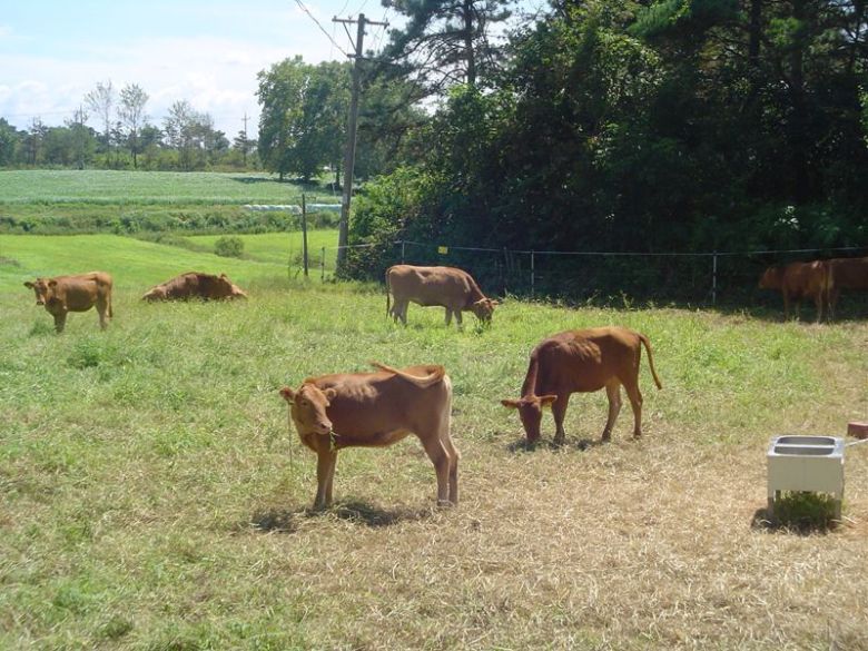 전남도가 올해 2472억원을 들여 축산농가 경영 안정과 가축 사육 환경 개선에 나선다. 사진은 축산 시험장 모습. 전남도 제공