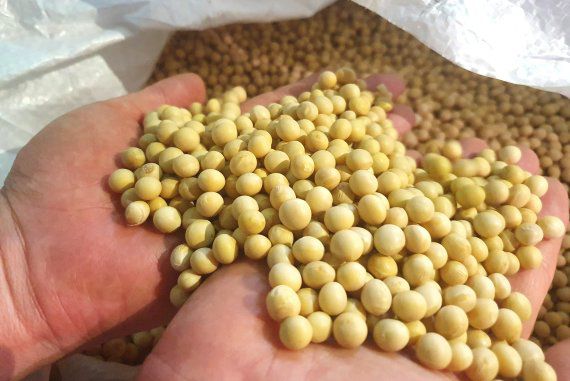 [나주=뉴시스]이창우 기자 = (사진=aT제공) 2020.08.05. photo@newsis.com /사진=뉴시스