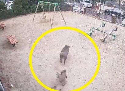 대전 서구 정림동 한 아파트단지에 출몰한 멧돼지. 연합뉴스