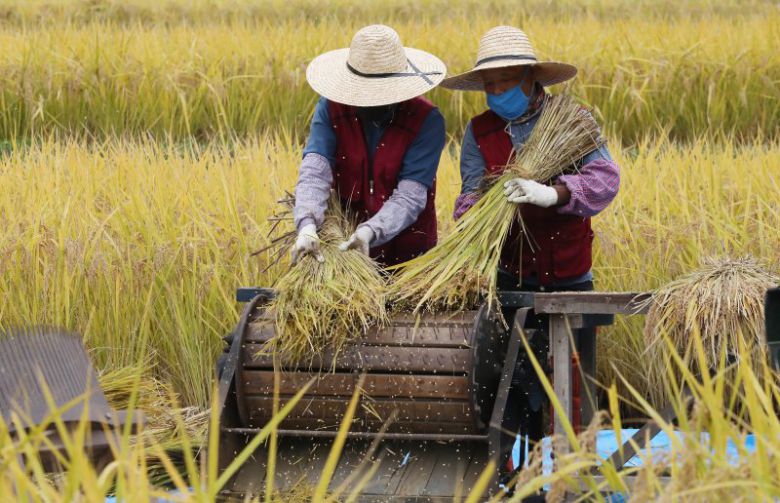 2020년 10월22일 오전 인천시 남동구 인천대공원 습지원 반디논에서 공원사업소 직원들이 탈곡을 하고 있는 모습. 뉴시스