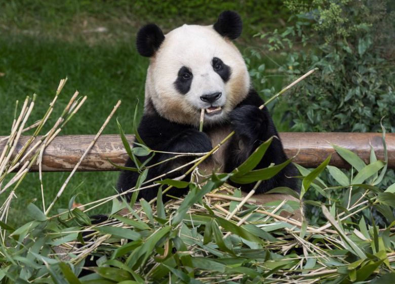 대나무를 먹고 있는 푸바오. (삼성물산 리조트부문 제공) 2024.6.24/뉴스1 /사진=뉴스1