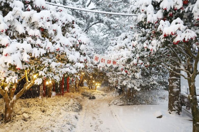 전남 신안군은 목포시와 상생 협력 강화를 위해 목포시민을 대상으로 1004섬 분재정원<사진> 관람료 50% 할인 혜택을 제공하고 있다고 23일 밝혔다. 신안군 제공