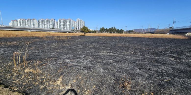 지난 24일 오후 7시 26분께 태화강 하구 물억새 군락지에서 화재가 발생해 총 3.5㏊ 정도가 소실됐다. 연합뉴스