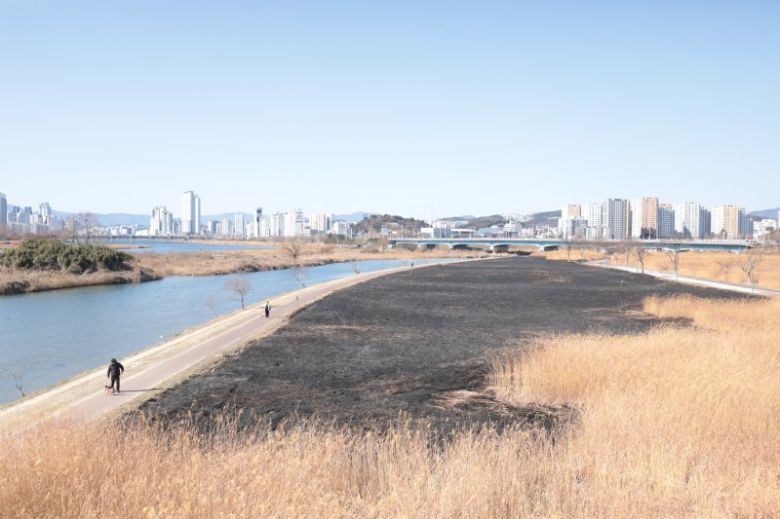 울산 북구 명촌교 일대 억새밭이 지난 24일 발생한 화재로 인해 검은 잿더미로 남았다. 뉴스1