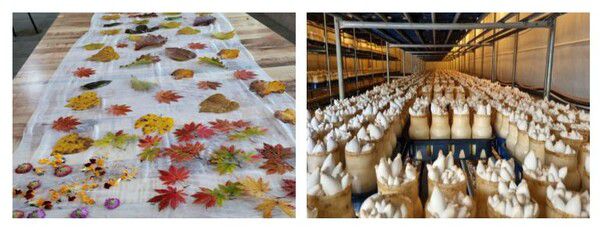 송알송알 산골이야기 염색 스카프 만들기 쳄험과 새송이버섯 수확 체험