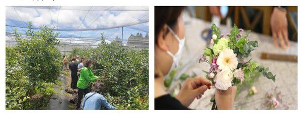 폴개 협동조합에서 진행하는 블루베리 수확과 꽃다발 만들기 체험