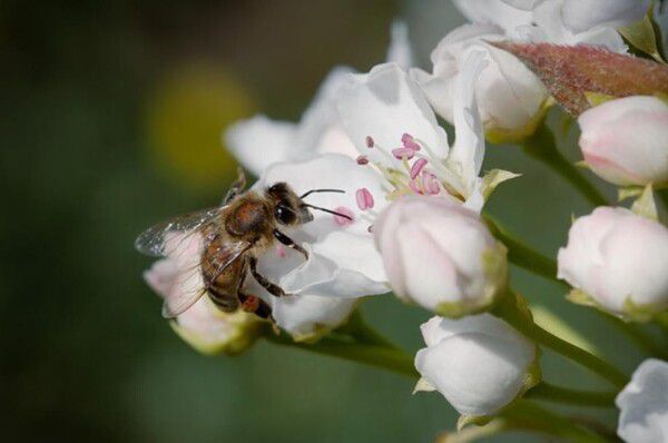 5월 20일 오늘은 UN이 정한 '세계 꿀벌의 날(World Bee Day)'이다.