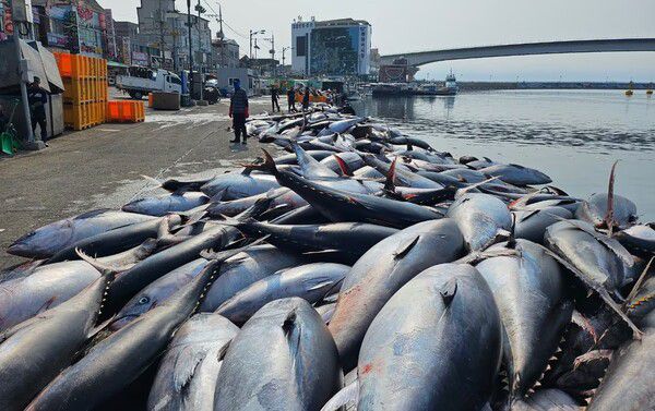 7월 8일 영덕군 강구면 앞바다에서 참다랑어 61.6t이 잡혔다. (사진 = 강구수협)