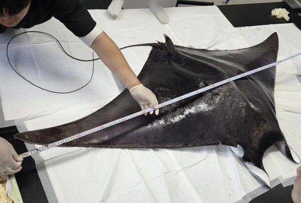 7월 7일 서귀포시 모슬포 연안에서 열대바다에 주로 서식하는 멸종위기종 ‘만타가오리(Giant manta ray)’가 혼획됐다. (사진=제주대)