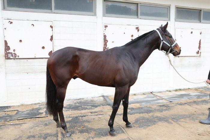 ◇블랙맘바. 사진제공=한국마사회
