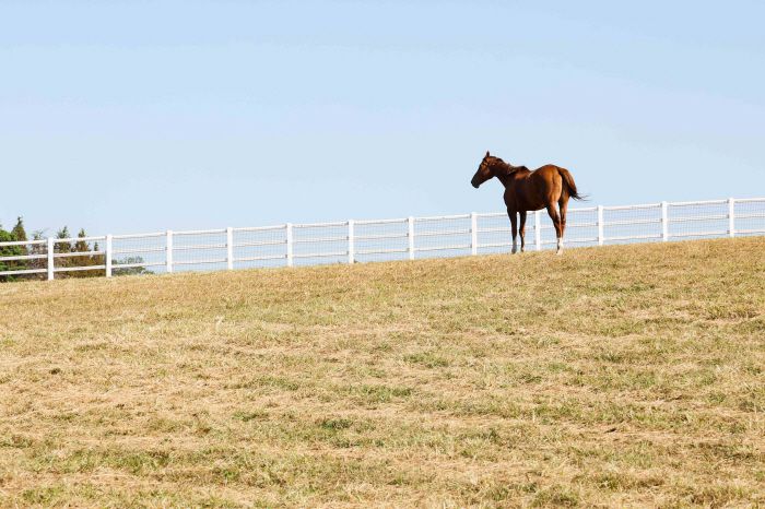 ◇사진제공=한국마사회
