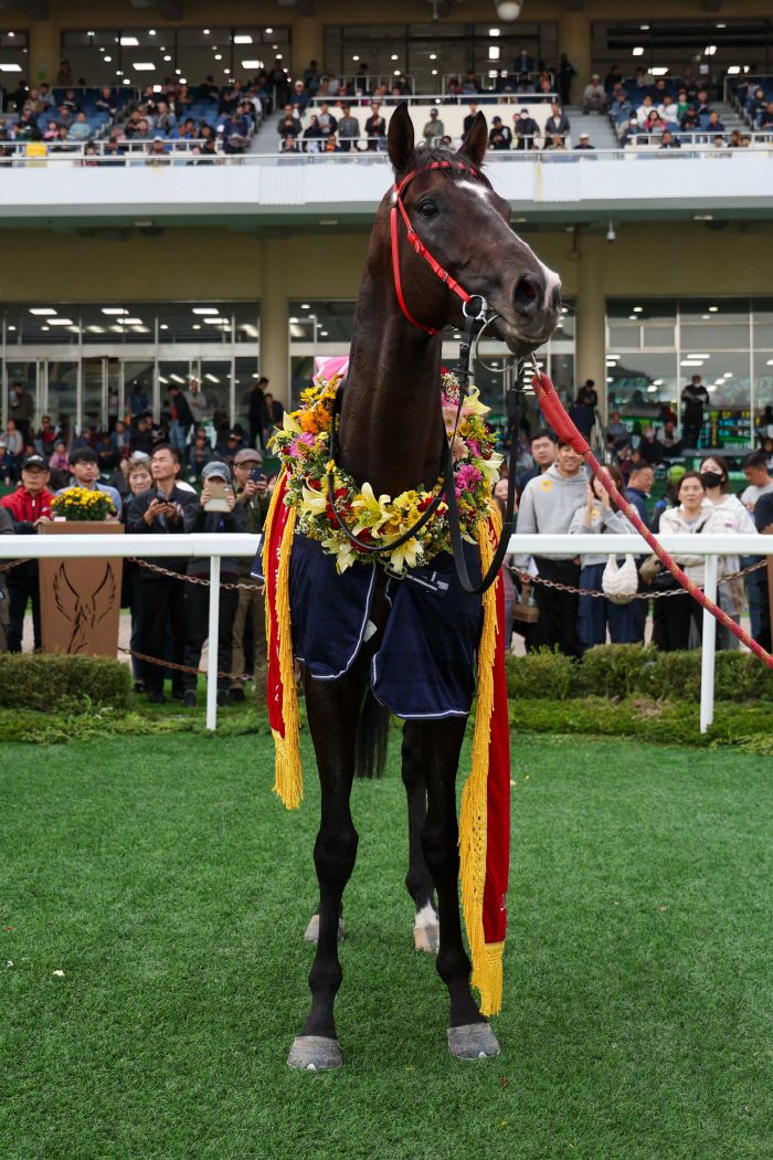 ◇스피드영. 사진제공=한국마사회