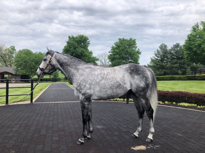 닉스고. 사진제공=한국마사회