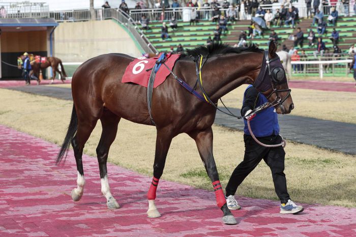 자이언트스텝. 사진제공=한국마사회