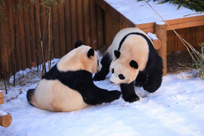 ◇ 눈 덮인 판다 세컨하우스에서 즐거운 시간을 보내는 루이바오(오른쪽)와 후이바오. 사진제공=에버랜드