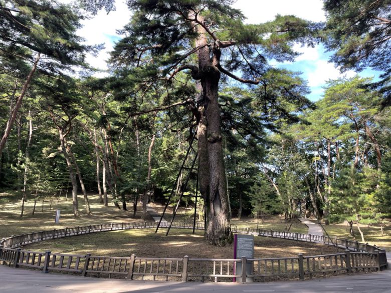 단종이 앉아있었다는 천연기념물 관음송.  /사진= 강예신 여행+ 기자