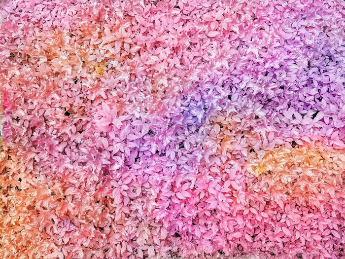 Trevor Paglen, Bloom (#c190a5) (2022), Dye sublimation print <사진제공=페이스갤러리>
 
69“ × 92” (175.3 cm × 233.7 cm) work, 
70-1/8“ × 93-1/8” × 2“ (178.1 cm × 236.5 cm × 5.1 cm) frame (white), 
#83446.01, 
Alt # 443, 

Format of original photography: high res TIF, 
Source: Paglen studio.