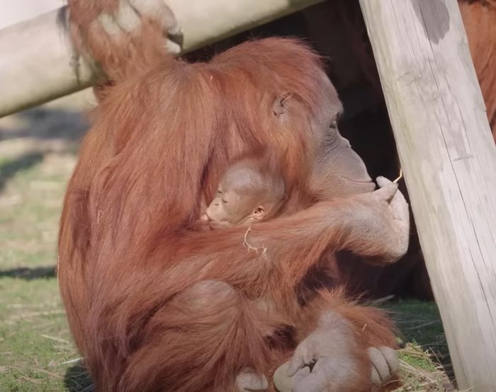 [사진출처 = 메트로리치먼드 동물원 공식 유튜브]