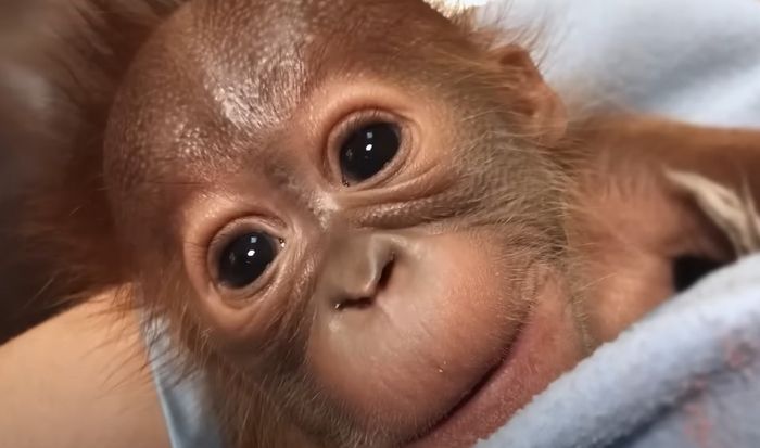 [사진출처 = 메트로리치먼드 동물원 공식 유튜브]