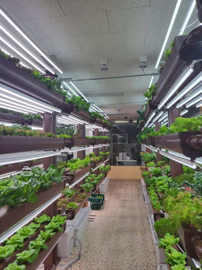 LED 형광등으로 키우는 작물의 모습/사진=강찬미 여행+기자