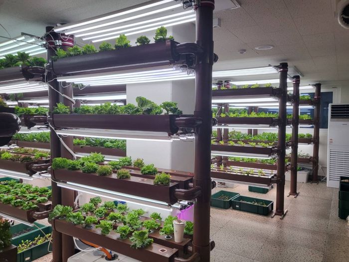 스마트팜 시설 내부