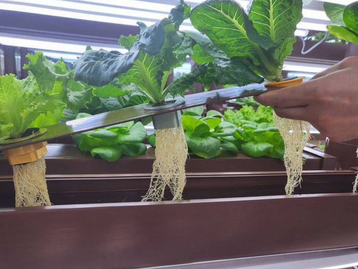 수경재배로 키우는 작물의 모습/사진=강찬미 여행+기자