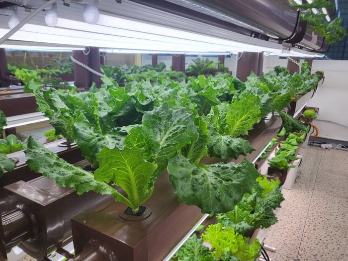 스마트팜에서 자라고 있는 작물/사진=강찬미 여행+기자