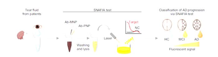 임상 눈물 샘플을 대상으로 면역분석법(SNAFIA)을 시행한 결과 정상(HC), 경도인지장애(MCI), 알츠하이머병(AD) 순서의 질병 진행 단계에 따라 CAP1 단백질의 존재를 나타내는 형광 신호 값(Fluorescent Signal)이 점진적으로 증가했다.[자료 제공 = 용인세브란스병원]