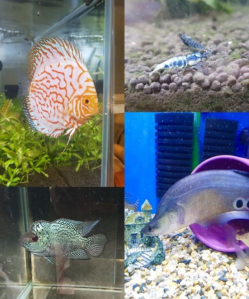 BAE173 빛이 MK스포츠 펫터뷰를 통해 키우는 물고기를 소개했다. 사진=BAE173 빛