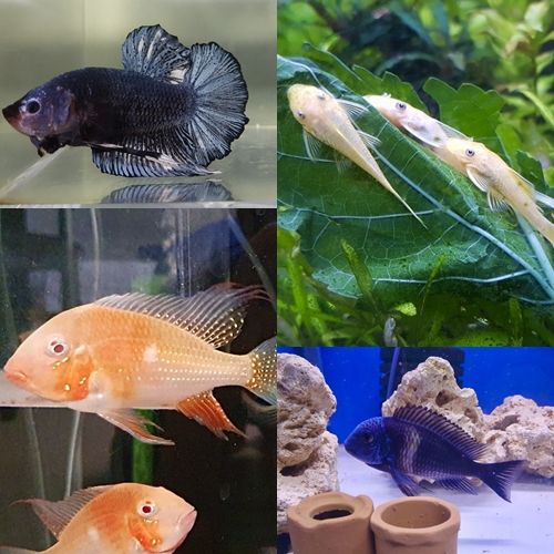 BAE173 빛이 MK스포츠 펫터뷰를 통해 키우는 물고기를 소개했다. 사진=BAE173 빛