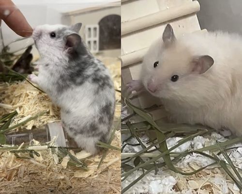 BAE173 빛이 펫터뷰를 통해 햄스터 꾸꾸, 까까를 소개했다. 사진=BAE173 빛