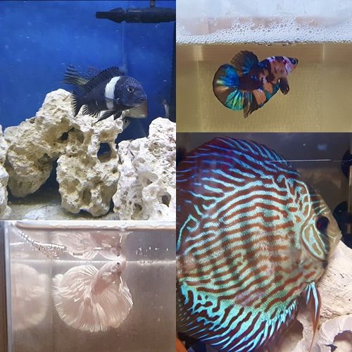 BAE173 빛이 MK스포츠 펫터뷰를 통해 키우는 물고기를 소개했다. 사진=BAE173 빛