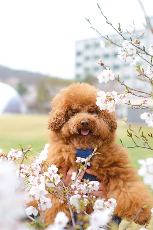 변서방이 최근 펫터뷰를 진행했다. 사진=변서방