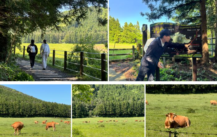 리조트 투숙객이면 누구나 무료로 참여할 수 있는 포레스트 트레킹 프로그램. 리조트에서 차를 타고 30분 거리에 위치한 물영아리 오름을 간다. / 사진=홍지연 여행+ 기자
