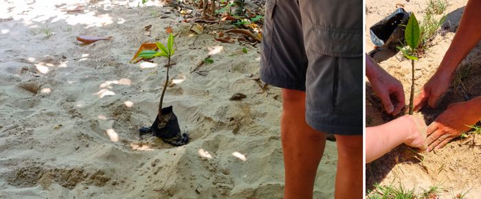 맹그로브 묘목 심기 체험 / 사진=김혜성 여행+ 기자