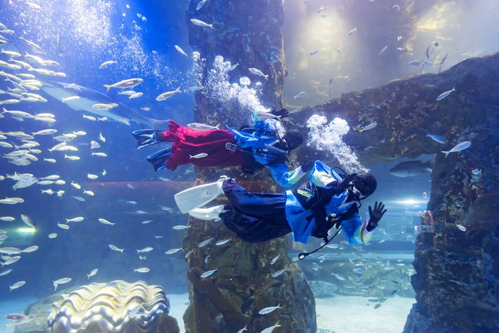 한복을 입고 수중 퍼포먼스를 펼치는 아쿠아리스트 / 사진=롯데월드 아쿠아리움