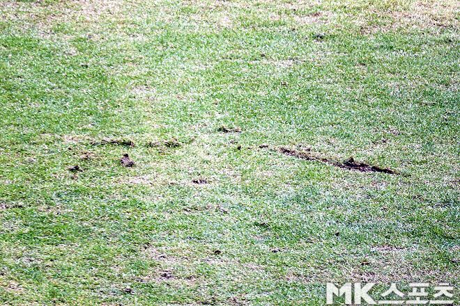 3월 3일 FC 서울과 김천상무의 맞대결이 열린 서울월드컵경기장 잔디 상태. 사진=이근승 기자