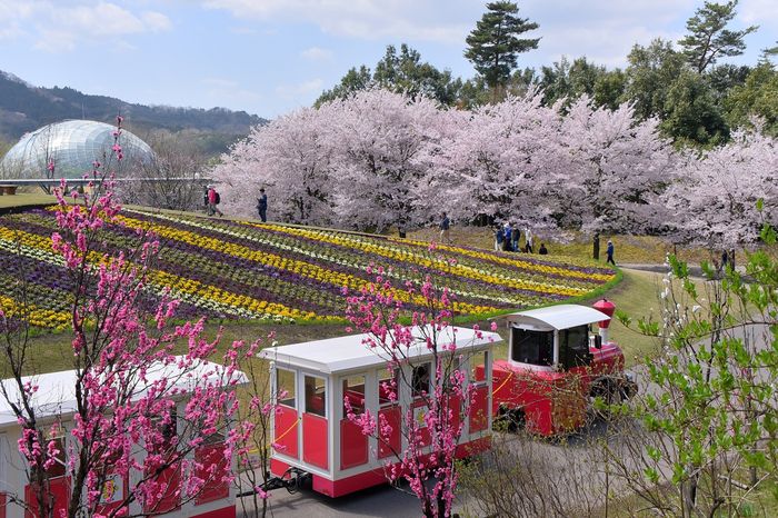 돗토리 하나카이로 / 사진=모두투어