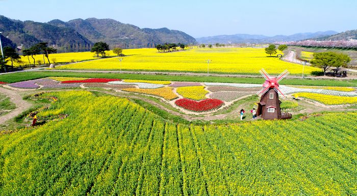 ​창녕 낙동강 유채단지 / 사진 = 경상남도