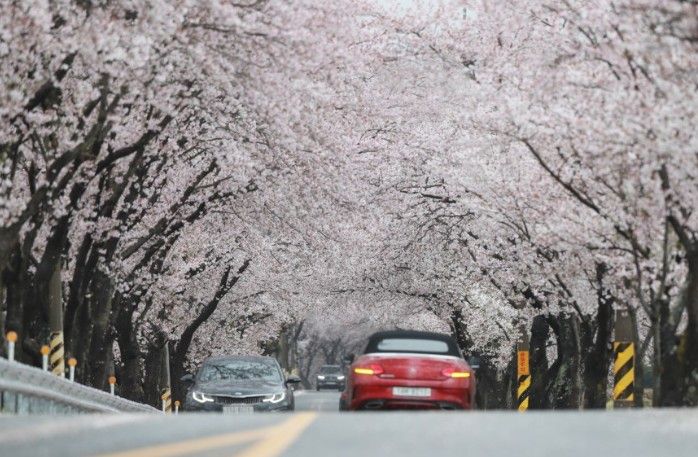 함양 백전 오십리 벚꽃길 / 사진 = 경상남도