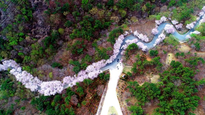 고성 대가면 십리벚꽃길 / 사진 = 경상남도