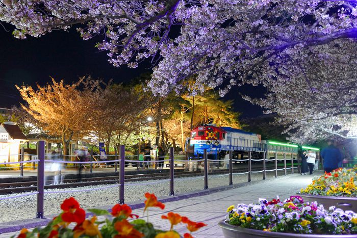 창원 진해 경화역 벚꽃길 / 사진 = 경상남도