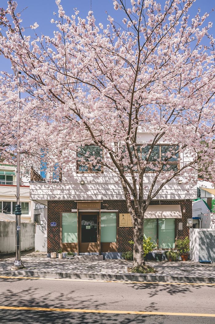 통영 봉숫골 벚꽃길 / 사진 = 경상남도