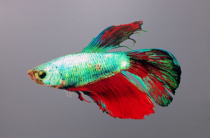 < 김영성 [ Nothing • Life • Object ] , 캔버스에 유화, 91x61cm, 2024 >