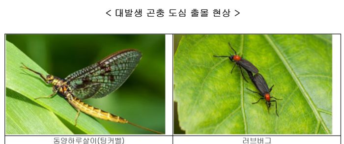 대발생 곤충인 동양하루살이(팅커벨), 러브버그 모습. 서울시